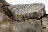 Woolly Mammoth Partial Jaw with M Molar #207347-8